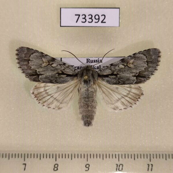 Noctuidae Acronicta cuspis Transbaikal reg.
