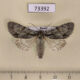 73392p Noctuidae Acronicta cuspis Transbaikal reg. $8