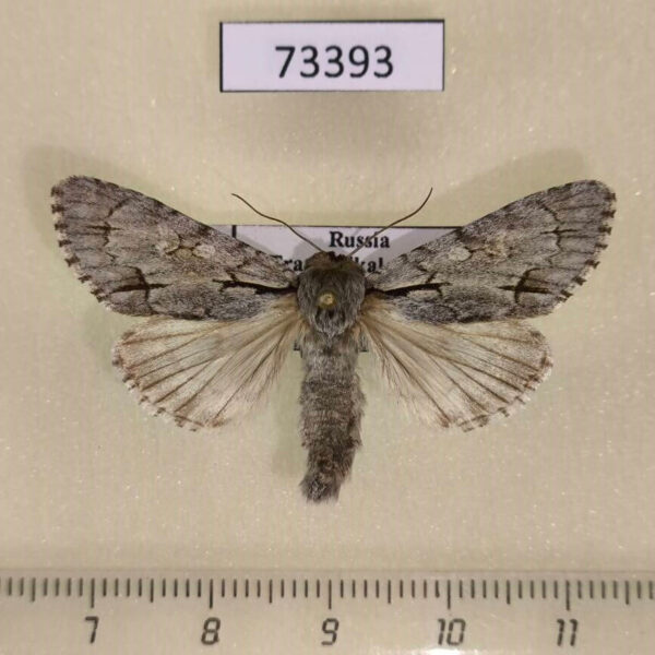 Noctuidae Acronicta cuspis Transbaikal reg.