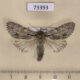 73393p Noctuidae Acronicta cuspis Transbaikal reg. $8