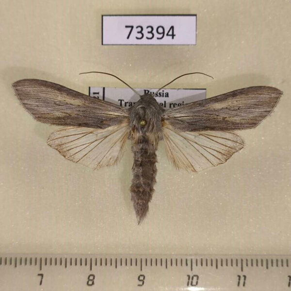 Noctuidae Cucullia biornata Transbaikal reg.