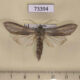 73394p Noctuidae Cucullia biornata Transbaikal reg. $15
