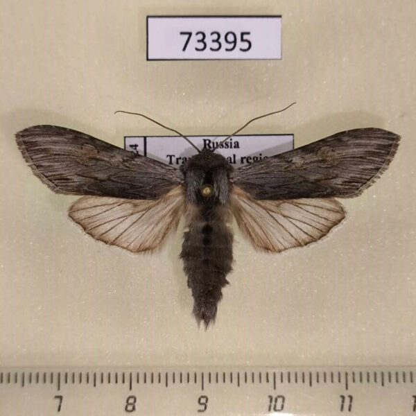 Noctuidae Cucullia lucifuga Transbaikal reg.