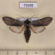 73395p Noctuidae Cucullia lucifuga Transbaikal reg. $7