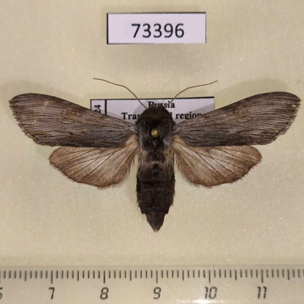 Noctuidae Cucullia lucifuga f Transbaikal reg.