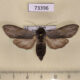73396p Noctuidae Cucullia lucifuga f Transbaikal reg. $8