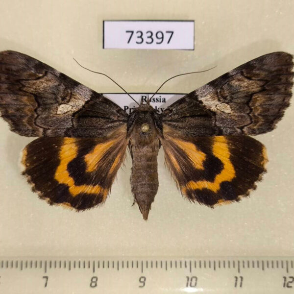 Noctuidae Catocala deuteronympha f Primorye