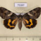 73397p Noctuidae Catocala deuteronympha f Primorye $9