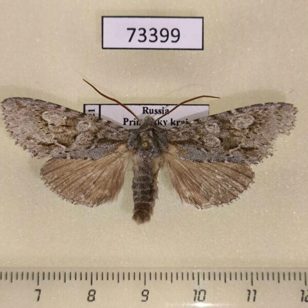 Noctuidae Meganephria kononenkoi Primorye
