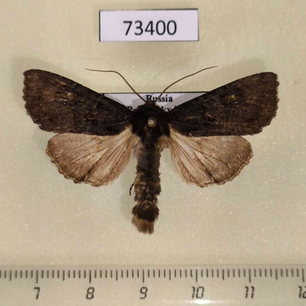 Noctuidae Polia mortua Primorye