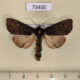 73400p Noctuidae Polia mortua Primorye $12