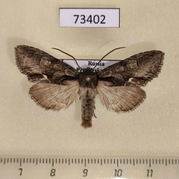 Noctuidae Meganephria cinerea Primorye