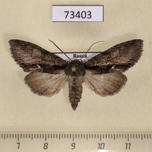 Noctuidae Meganephria cinerea f Primorye