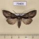 73403p Noctuidae Meganephria cinerea f Primorye $10