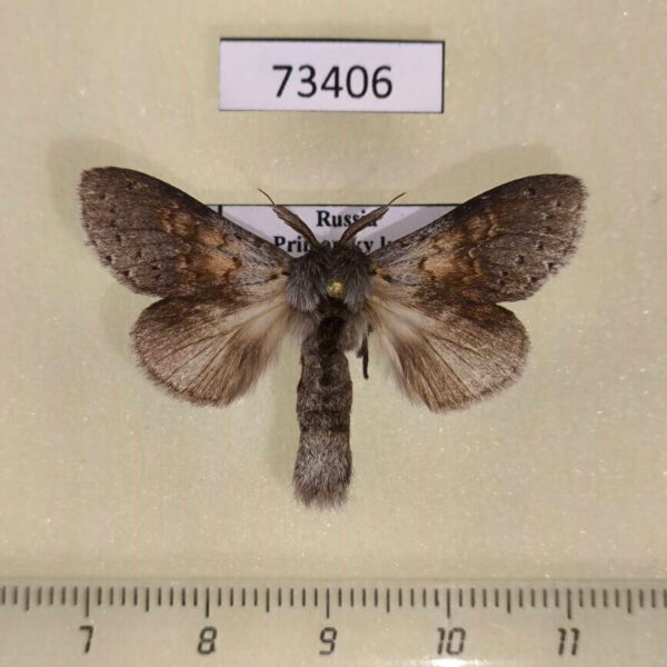 Notodontiidae Stauropus basalis Primorye