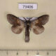 73406p Notodontiidae Stauropus basalis Primorye $9