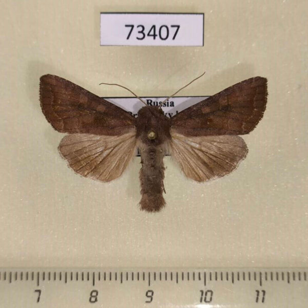 Noctuidae Sarcopolia illoba Primorye