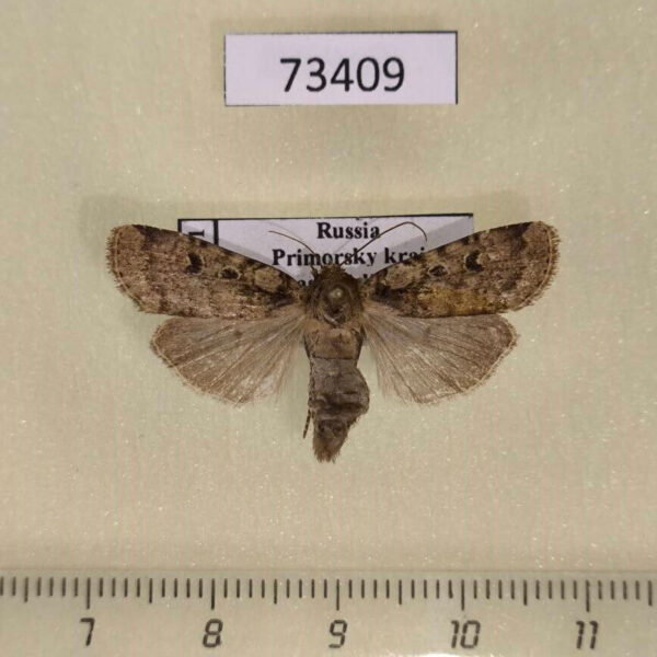 Noctuidae Hermonassa arenosa amurensis Primorye