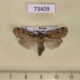 73409p Noctuidae Hermonassa arenosa amurensis Primorye $5