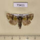 73411p Noctuidae Atrachea alpherakyi Primorye $20