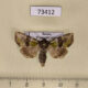 73412p Noctuidae Atrachea alpherakyi Primorye $20