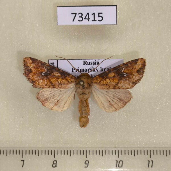 Noctuidae Hypobarathra icterias Primorye