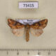 73415p Noctuidae Hypobarathra icterias Primorye $13