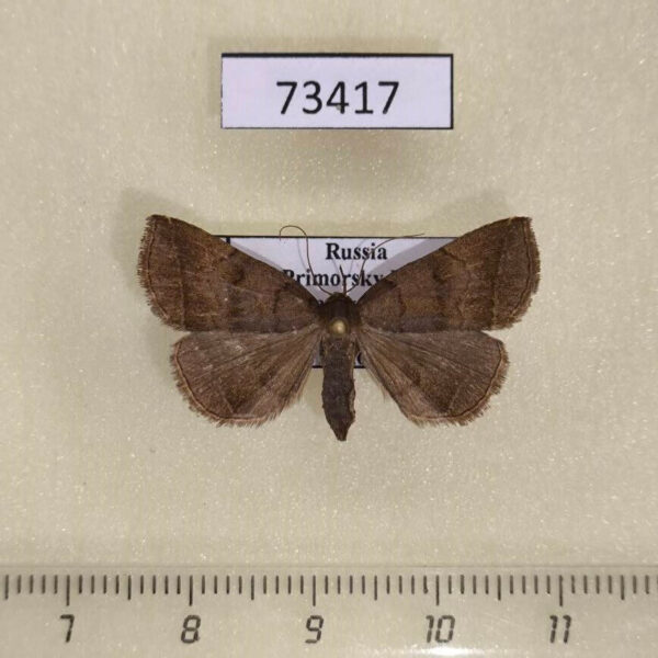 Noctuidae Zanclognatha fumosa Primorye