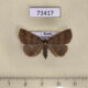 73417p Noctuidae Zanclognatha fumosa Primorye $7
