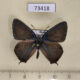 73418p Lycaenidae Favonius cognatus Primorye $17