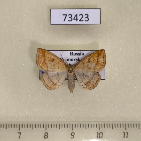 Noctuidae Polypogon gryphalis f Primorye