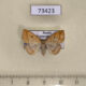 73423p Noctuidae Polypogon gryphalis f Primorye $8