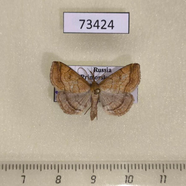 Noctuidae Polypogon gryphalis Primorye