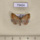 73424p Noctuidae Polypogon gryphalis Primorye $9