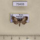 73433p Pyralidae Teliphasa sp. Primorye $5