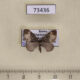 73436p Geometridae Xanthorhoe muscicapata Primorye $4