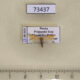 73437p Tortricidae Clepsis pallidana Primorye $2