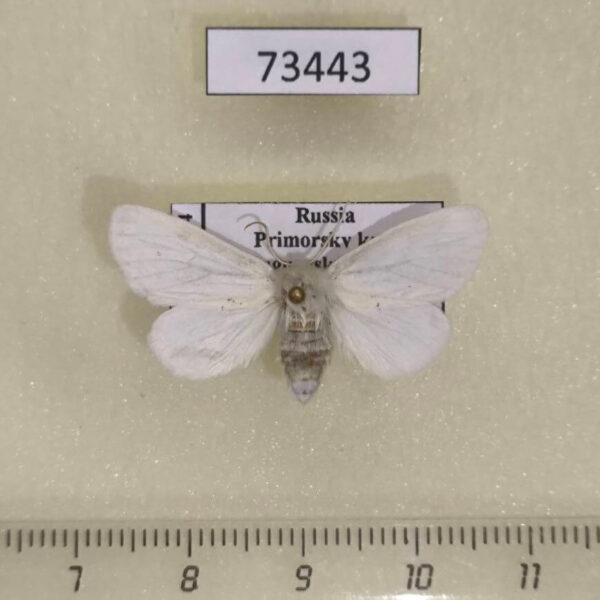 Notodontiidae Leucodonta bicoloria Primorye