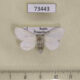 73443p Notodontiidae Leucodonta bicoloria Primorye $5