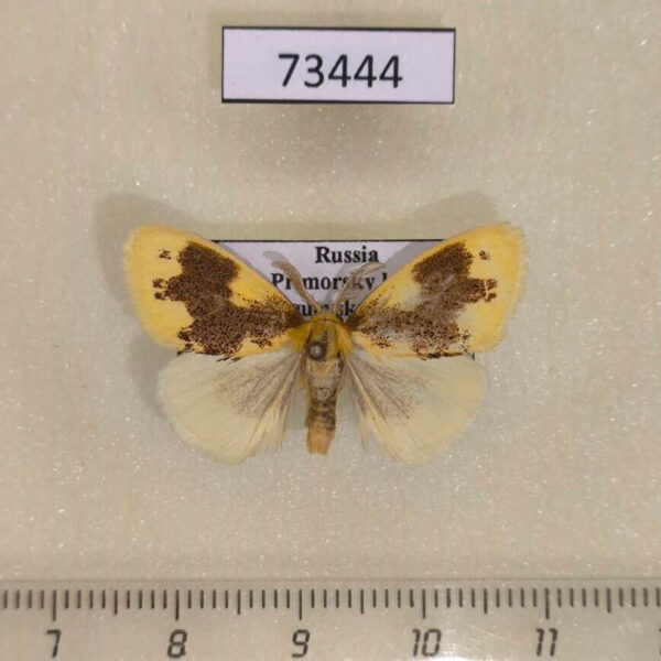 Lymantridae Euproctis piperita Primorye
