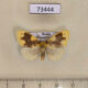 73444p Lymantridae Euproctis piperita Primorye $3