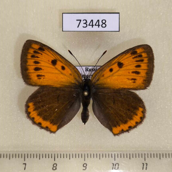 Lycaenidae Thersamolycaena dispar f Primorye
