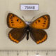 73448p Lycaenidae Thersamolycaena dispar f Primorye $8