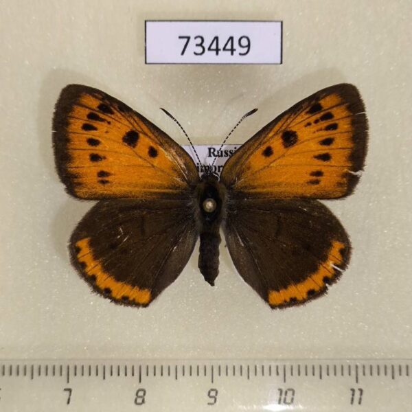 Lycaenidae Thersamolycaena dispar f Primorye