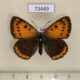 73449p Lycaenidae Thersamolycaena dispar f Primorye $4