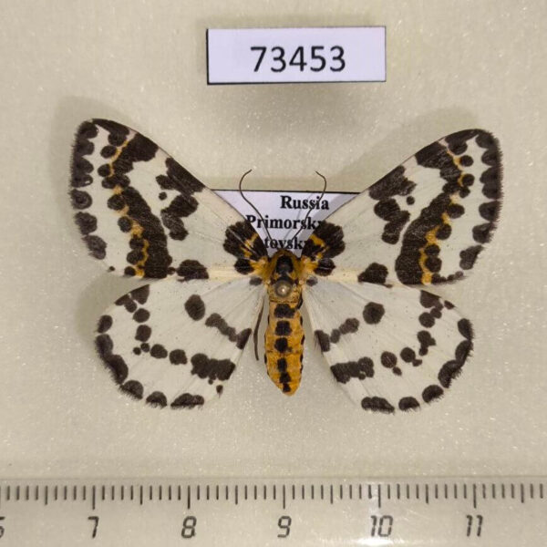 Geometridae Abraxas grossulariata Primorye