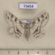 73454p Geometridae Ascotis selenaria artemis f Primorye $8