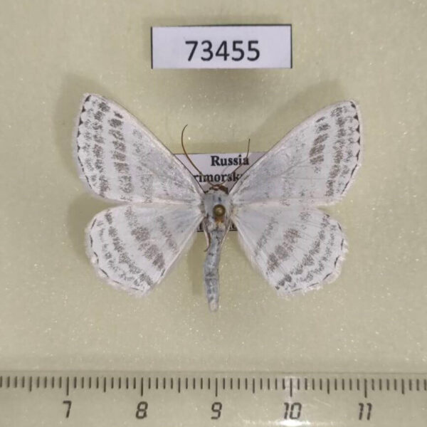 Geometridae Taeniophila unio Primorye