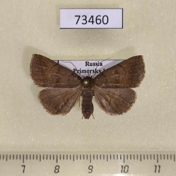 Noctuidae Zanclognatha fumosa f Primorye