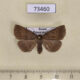 73460p Noctuidae Zanclognatha fumosa f Primorye $8